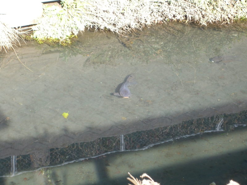 f:id:TeramotoM:20130101113221j:image:w360