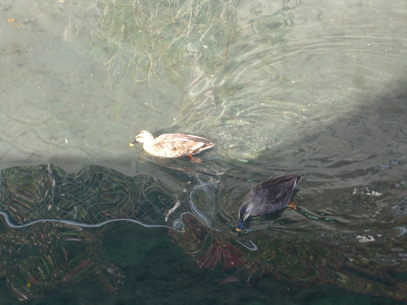 f:id:TeramotoM:20130101113327j:image:w360