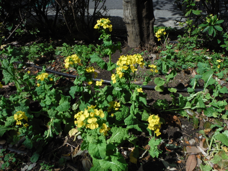 f:id:TeramotoM:20130319105510j:image:w360 f:id:TeramotoM:20130319105510j:image:w360