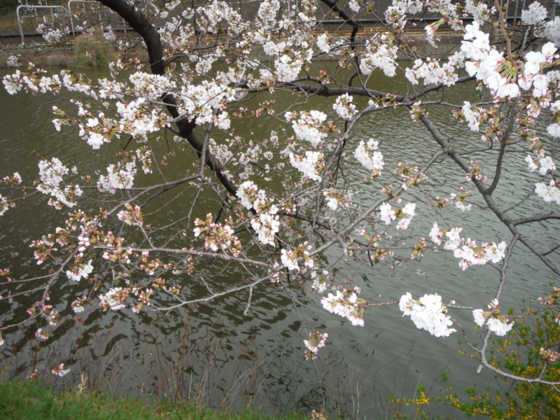 f:id:TeramotoM:20130320151539j:image:w360
