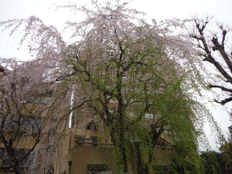 f:id:TeramotoM:20130320154227j:image:w360