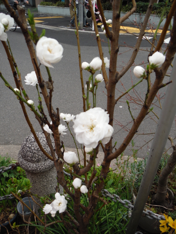 f:id:TeramotoM:20130320154512j:image:w360