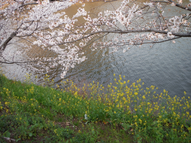 f:id:TeramotoM:20130323164332j:image:w360