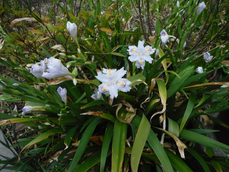 f:id:TeramotoM:20130330124718j:image:w360