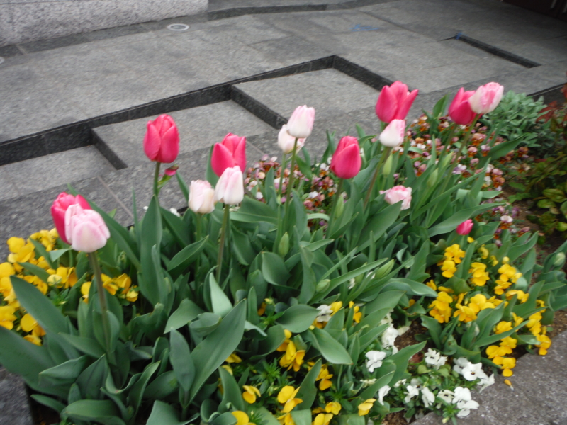 f:id:TeramotoM:20130330150933j:image:w360