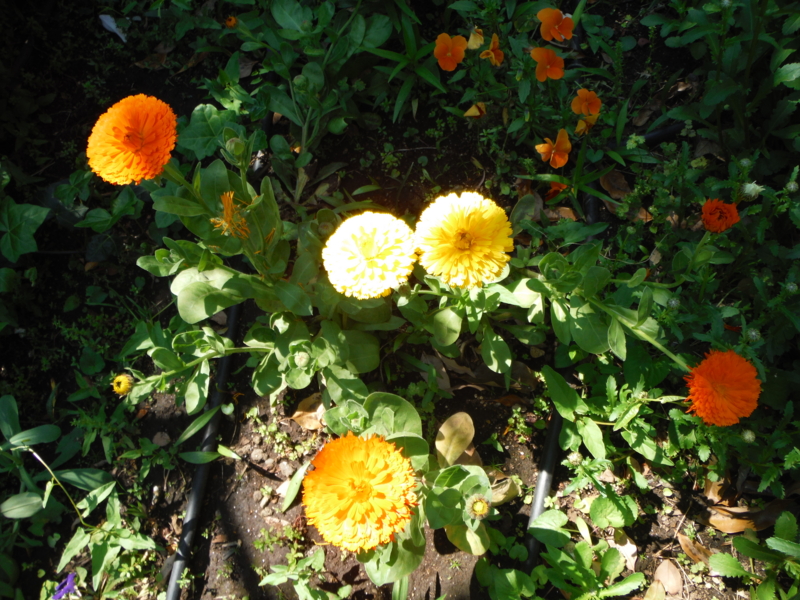 f:id:TeramotoM:20130427112426j:image:w360