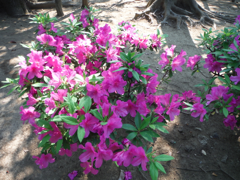 f:id:TeramotoM:20130505145133j:image:w360