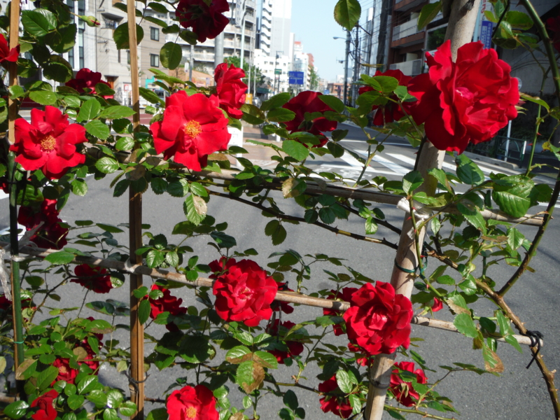f:id:TeramotoM:20130505151900j:image:w360