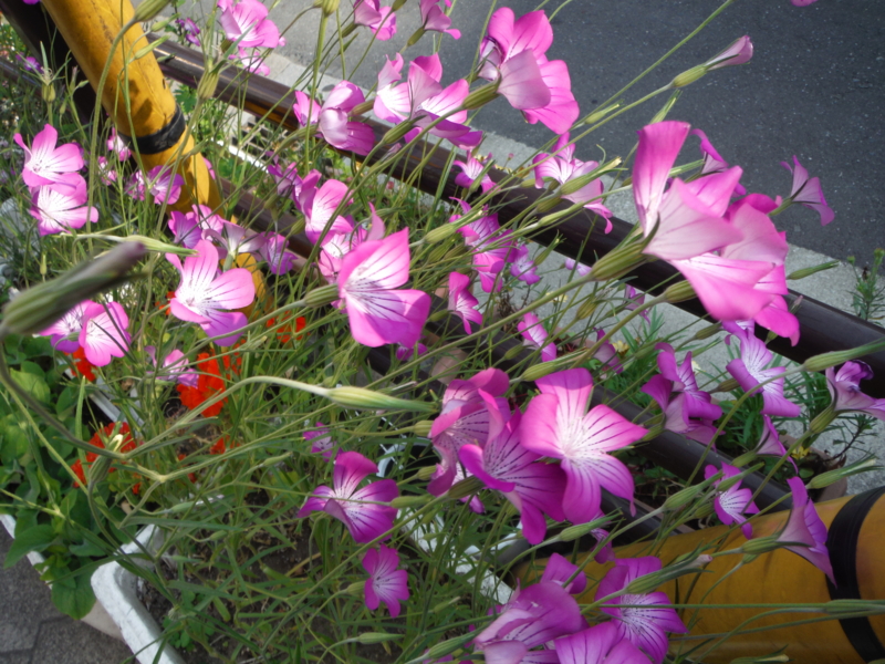 f:id:TeramotoM:20130508155312j:image:w360