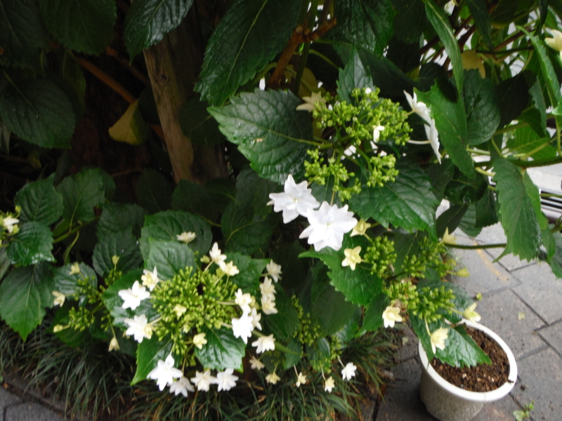 f:id:TeramotoM:20130520161804j:image:w360