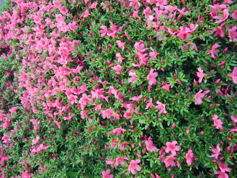 f:id:TeramotoM:20130522164359j:image:w360