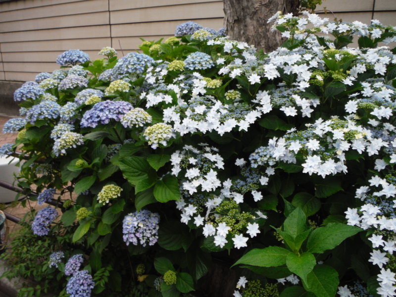 f:id:TeramotoM:20130530154546j:image:w360
