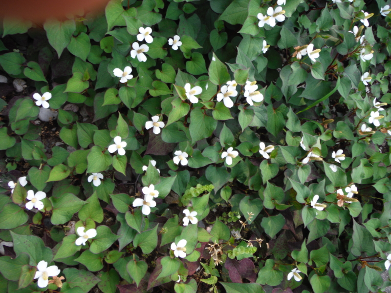 f:id:TeramotoM:20130602145620j:image:w360