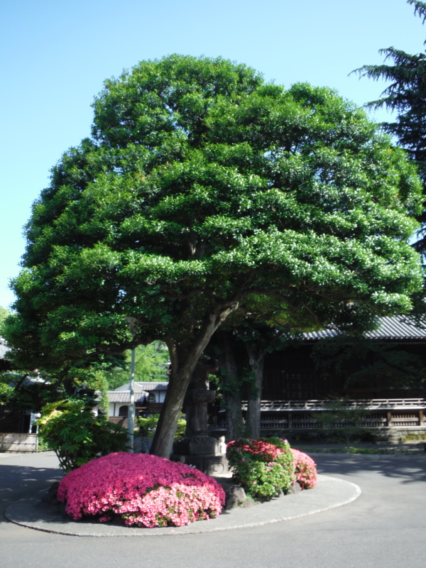 f:id:TeramotoM:20130602150152j:image:w360