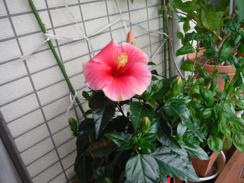 f:id:TeramotoM:20130619101038j:image:w360 f:id:TeramotoM:20130619101038j:image:w360