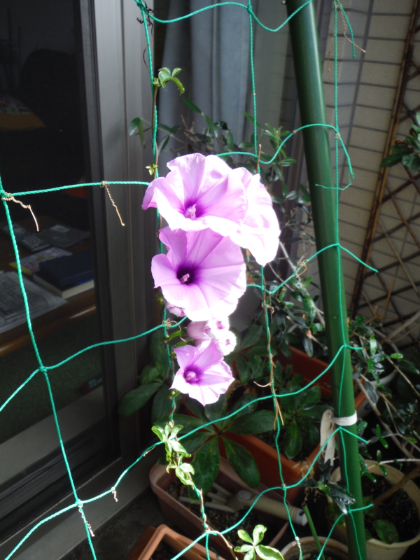 f:id:TeramotoM:20130622080531j:image:w360