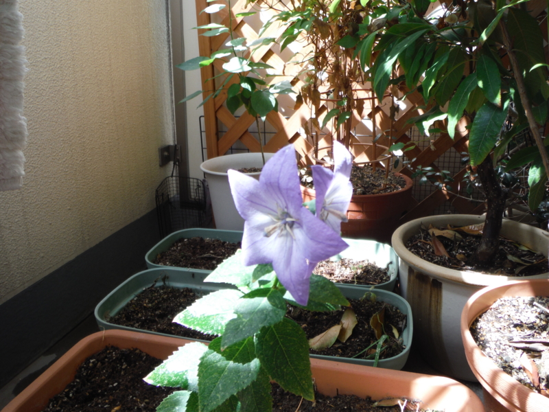 f:id:TeramotoM:20130707094210j:image:w360
