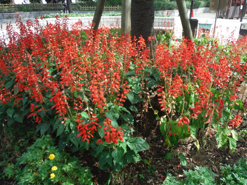 f:id:TeramotoM:20130914124138j:image:w360 f:id:TeramotoM:20130914124138j:image:w360