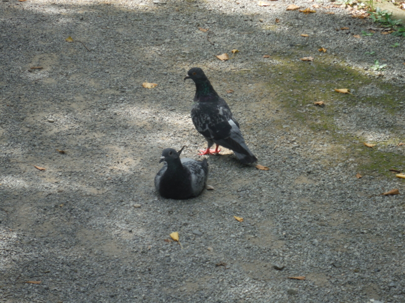 f:id:TeramotoM:20130914124746j:image:w360