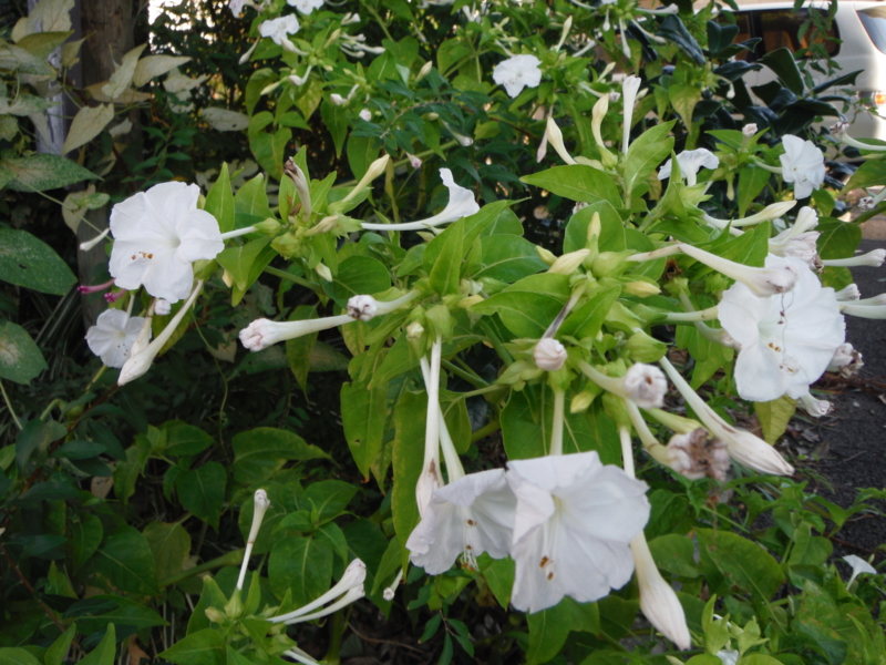 f:id:TeramotoM:20130920065036j:image:w360