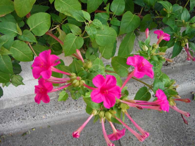 f:id:TeramotoM:20130920065048j:image:w360