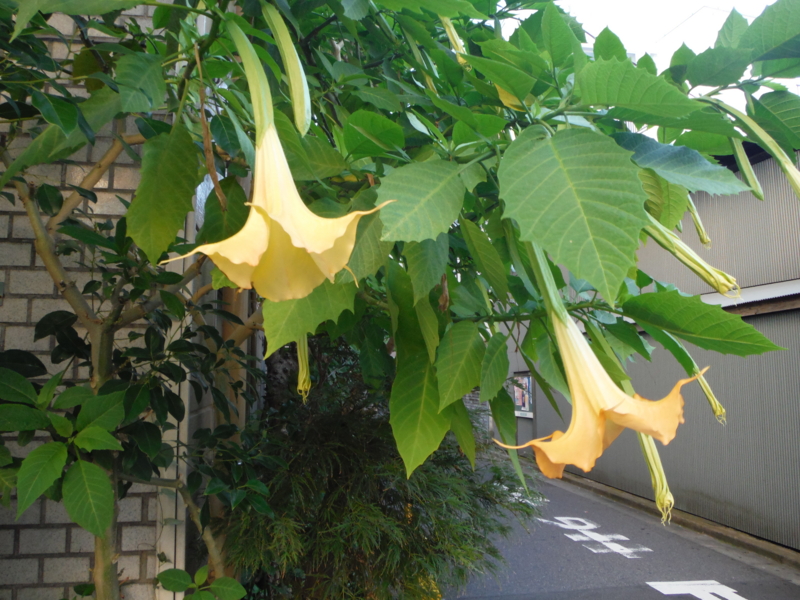 f:id:TeramotoM:20130927063431j:image:w360