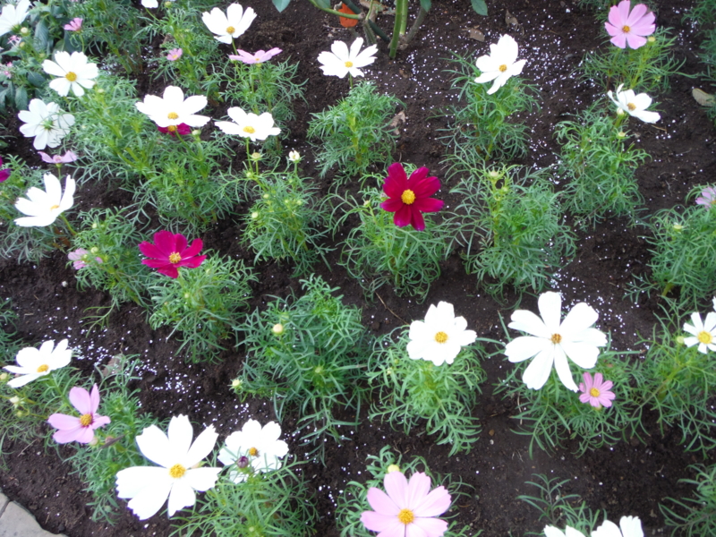 f:id:TeramotoM:20130927065500j:image:w360