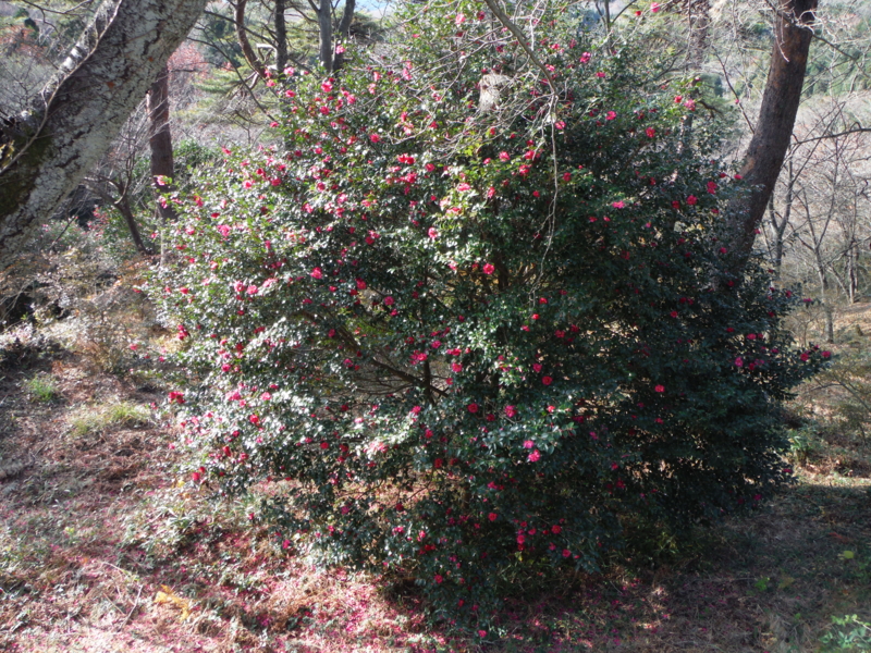 f:id:TeramotoM:20131212132156j:image:w360