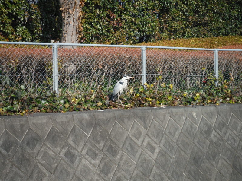 f:id:TeramotoM:20140101122727j:image:w360