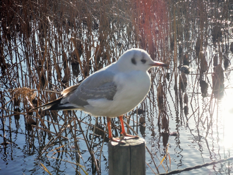 f:id:TeramotoM:20140119152814j:image:w360