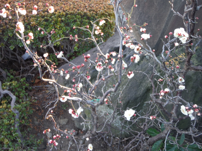 f:id:TeramotoM:20140119161010j:image:w360 f:id:TeramotoM:20140119161010j:image:w360