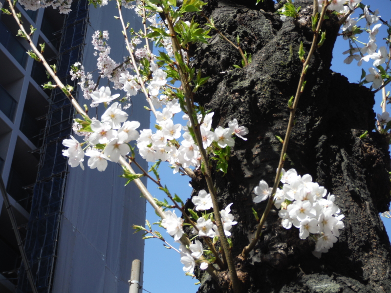 f:id:TeramotoM:20140331145310j:image:w360 f:id:TeramotoM:20140331145310j:image:w360