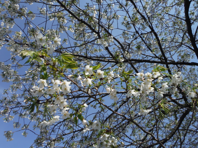 f:id:TeramotoM:20140331152146j:image:w360