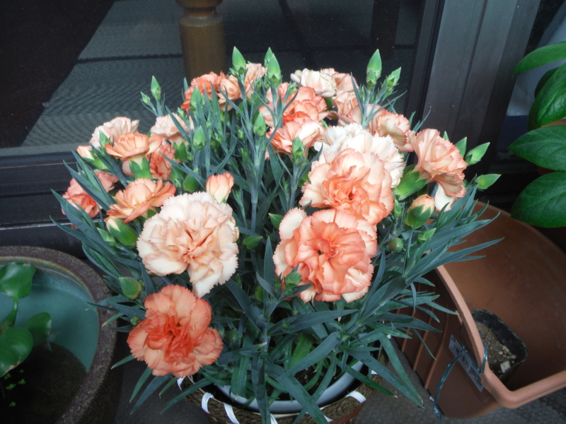 f:id:TeramotoM:20140501085822j:image:w360 f:id:TeramotoM:20140501085822j:image:w360