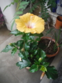 f:id:TeramotoM:20140530115540j:image:medium
