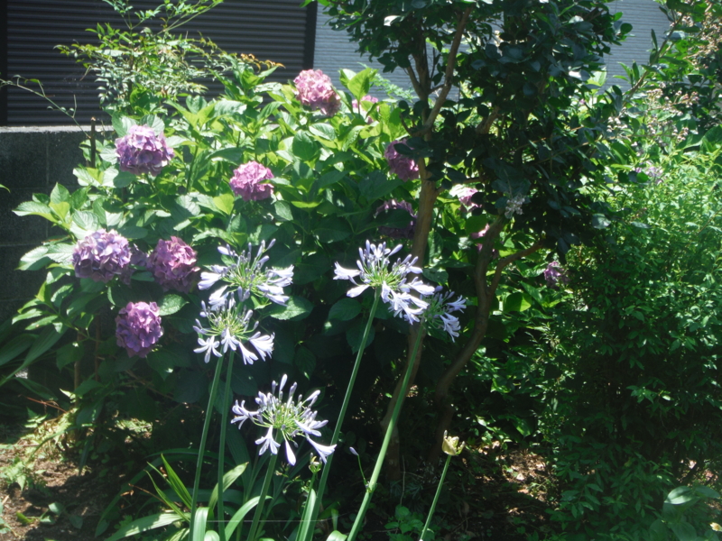 f:id:TeramotoM:20140623112705j:image:w360