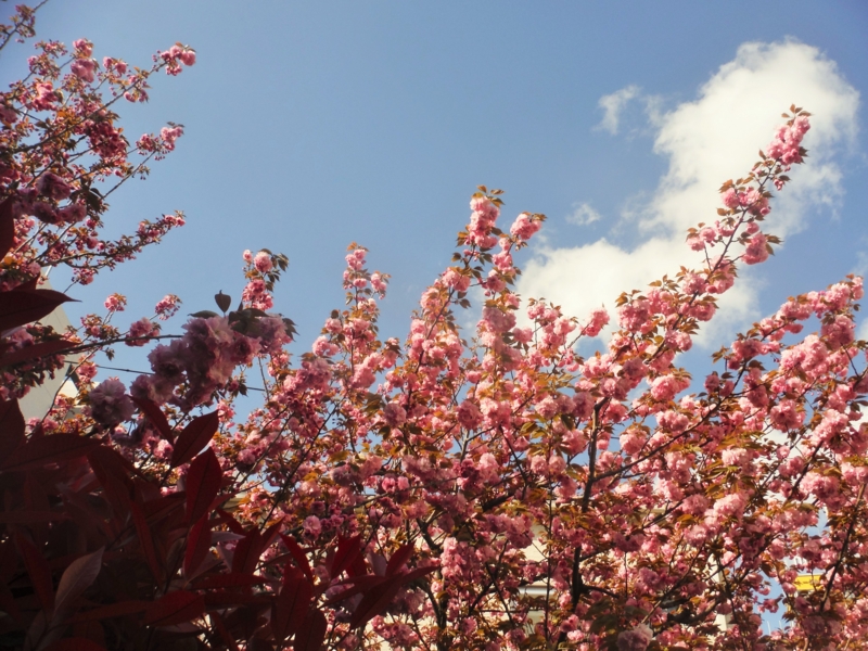 f:id:TeramotoM:20150415153542j:image:w360