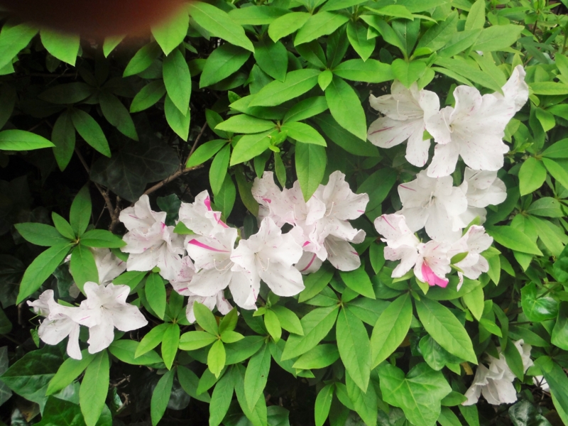 f:id:TeramotoM:20150428173306j:image:w360