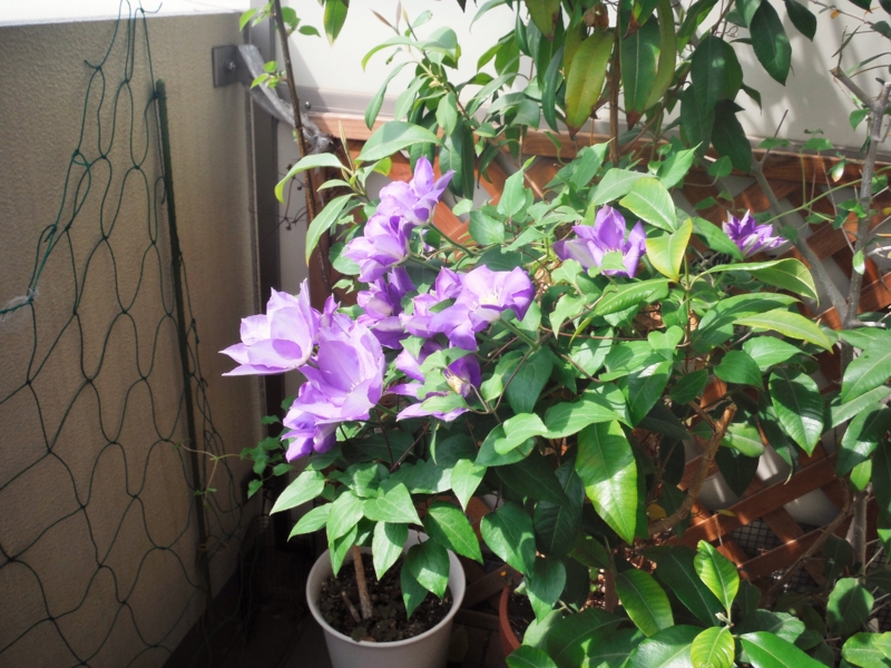 f:id:TeramotoM:20150429092830j:image:w360