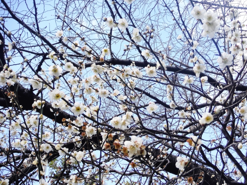 f:id:TeramotoM:20160221140940j:image:w360
