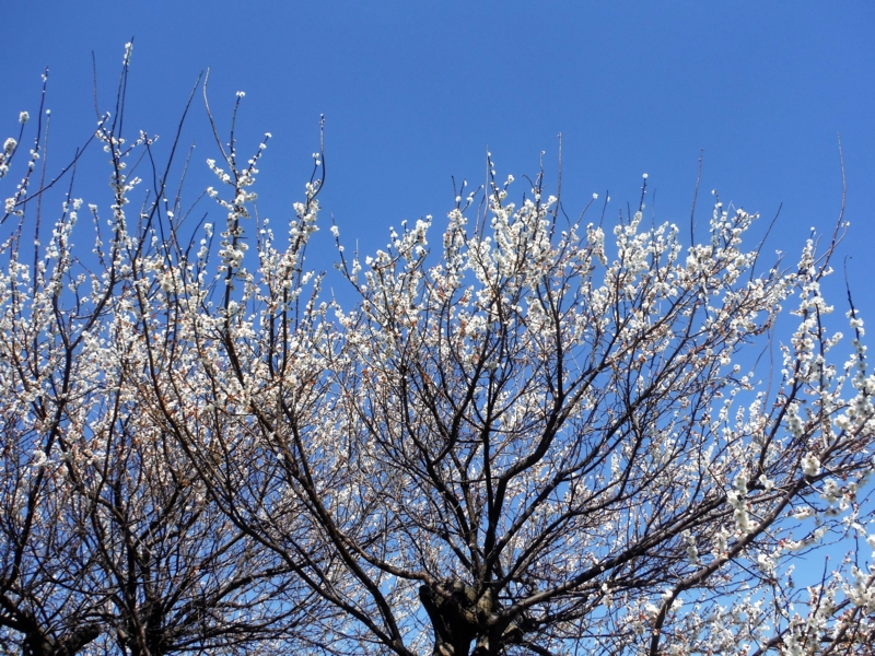 f:id:TeramotoM:20160303115052j:image:w360