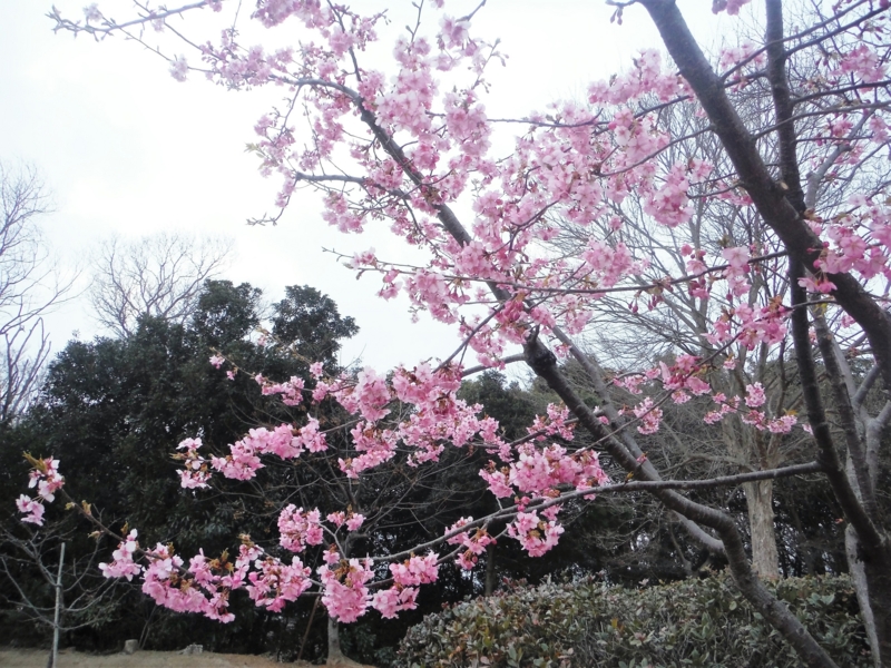 f:id:TeramotoM:20160312174218j:image:w360