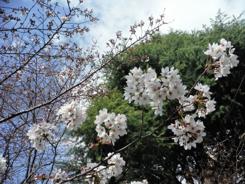 f:id:TeramotoM:20160325143808j:image:w360