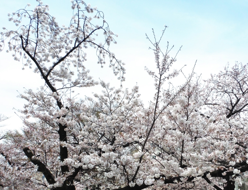 f:id:TeramotoM:20160331144150j:image:w360