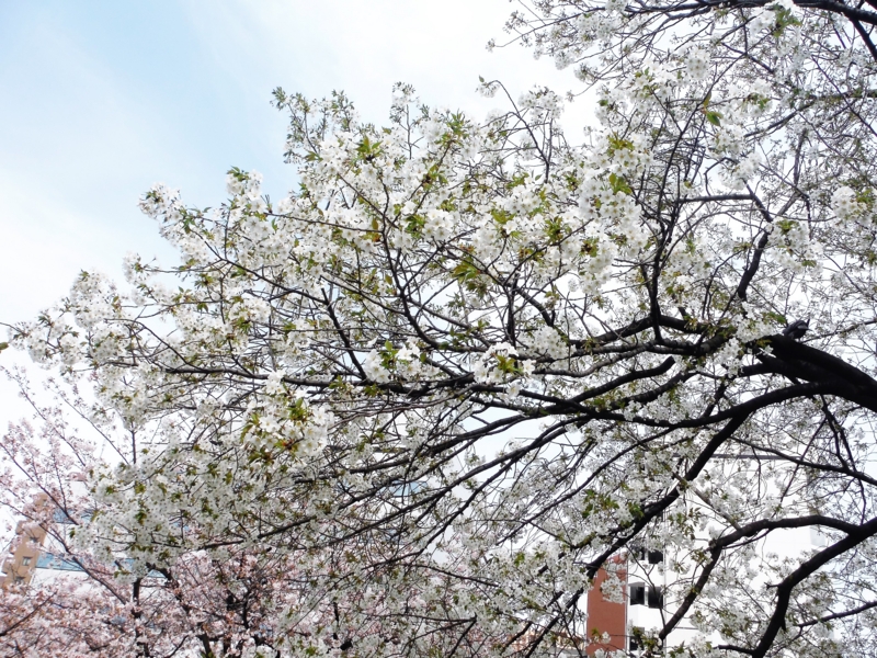 f:id:TeramotoM:20160331144211j:image:w360