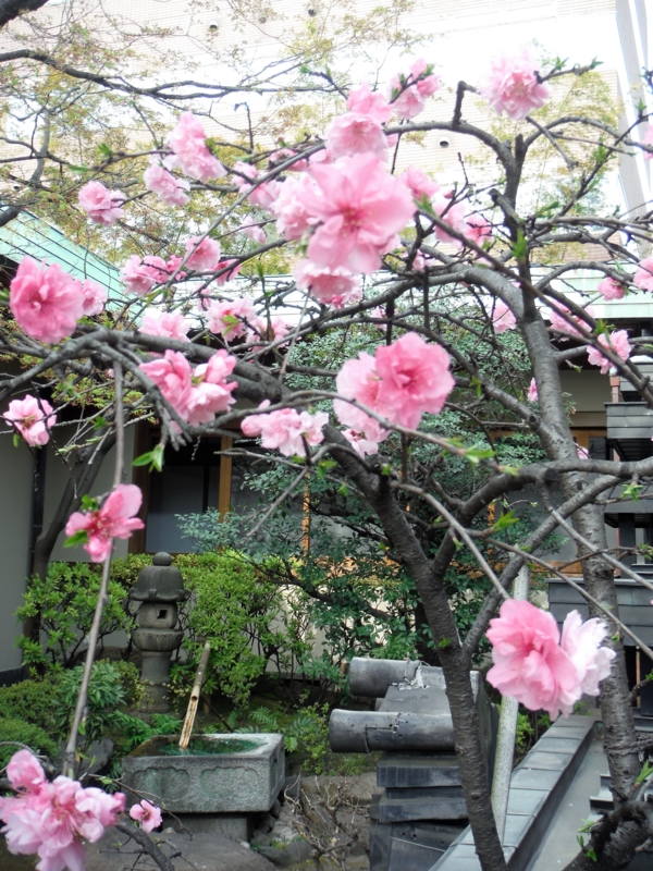f:id:TeramotoM:20160331145506j:image:w360