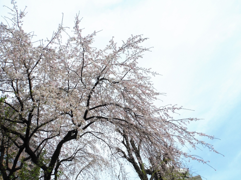 f:id:TeramotoM:20160331145625j:image:w360
