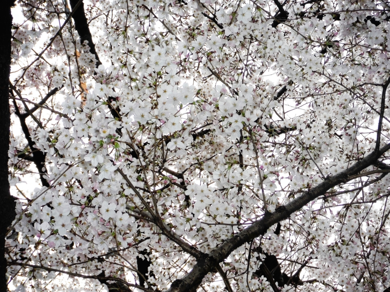 f:id:TeramotoM:20160331145751j:image:w360