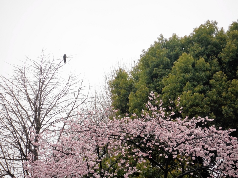 f:id:TeramotoM:20160403081825j:image:w360