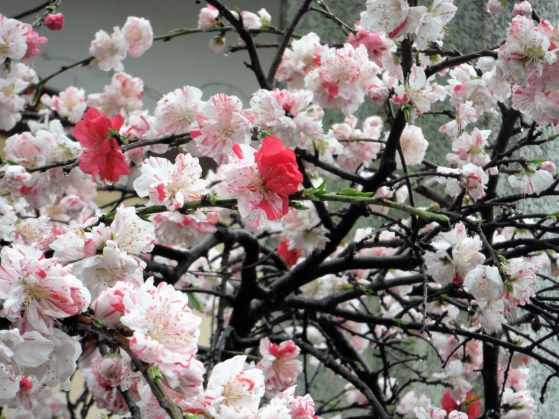 f:id:TeramotoM:20160403082520j:image:w360